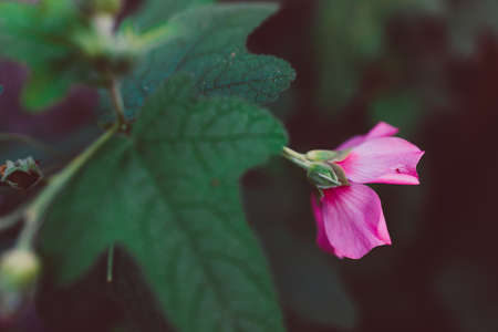 close-up of pink hibiscus plant with flowers outdoor in sunny backyard shot at shallow depth of field