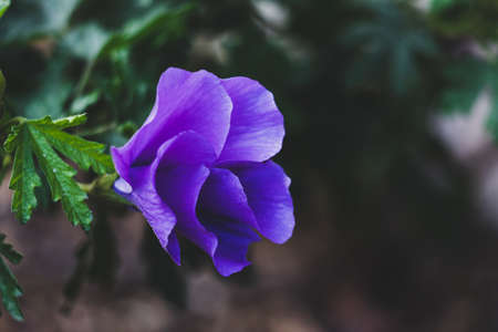 close-up of purple hibiscus flower outdoor in sunny backyard shot at shallow depth of field
