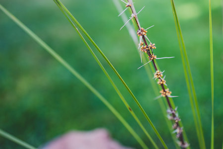 native Australian lomandra grass plant with flowers and seed pods outdoor in sunny backyard shot at shallow depth of fieldの写真素材