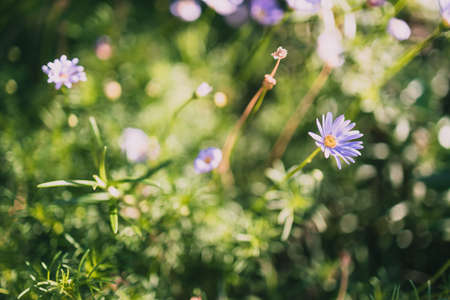 close-up of lillac purple daisy plant with flowers outdoor in sunny backyardの写真素材
