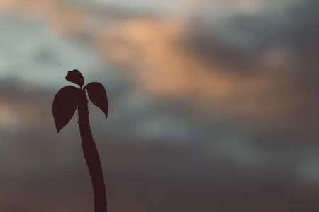 close-up of frangipani plant in pots indoor by the window with sunset in the background shot at shallow depth of fieldの写真素材