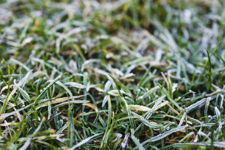 frosted lawn, close-up of winter morning frost on green grass shot at shallow depth of field