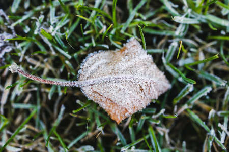 frosted leaf and close-up of winter morning frost on green grass shot at shallow depth of fieldの写真素材