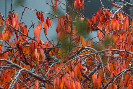 idyllic autumn tree with red and orange tones shot with telephoto lens