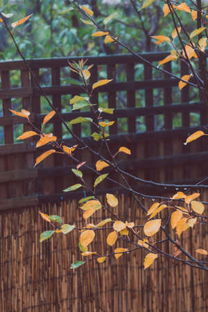 idyllic autumn backyard with plants and tree with golden and orange tones shot with telephoto lensの写真素材