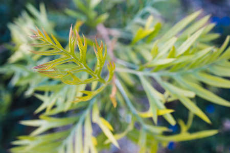 native Australian grevillea plant outdoor in sunny backyard shot at shallow depth of field