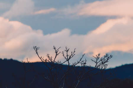 pink sunset clouds over the mountains and thick vegetation shot in Tasmania, Australia in winter