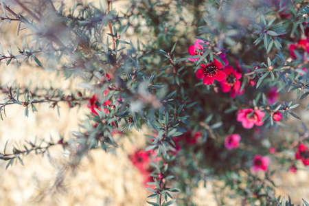 close-up of New Zealand Tea Bush plant with dark leaves and red flowers shot at shallow depth of...