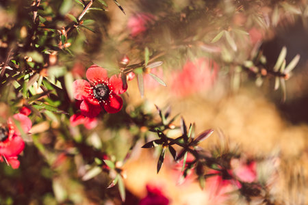 close-up of New Zealand Tea Bush plant with dark leaves and red flowers shot at shallow depth of...