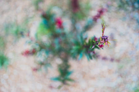 native Australian callistemon bottle brush plant with red flowers outdoor in sunny backyard shot at...