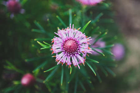 native Australian isopogon candy cone plant with pink flowers outdoor in sunny backyard shot a shallow depth of fieldの写真素材