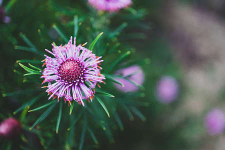 native Australian isopogon candy cone plant with pink flowers outdoor in sunny backyard shot a shallow depth of fieldの写真素材