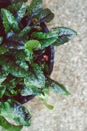 close-up of beetroot plant outdoor in sunny vegetable garden shot at shallow depth of field