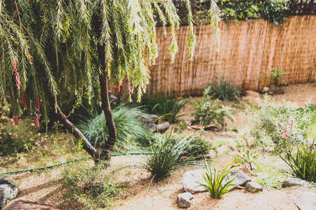 idyllic backyard with Australian native plants and trees with cosy vibes