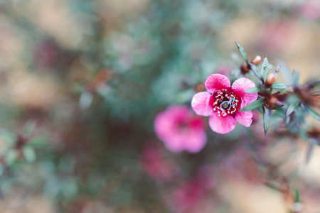 close-up of New Zealand Tea Bush plant with dark leaves and red flowers shot at shallow depth of fieldの写真素材