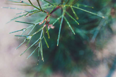 native Australian grevillea plant with rain droplets all over the leaves, outdoor in sunny backyard shot at shallow depth of fieldの写真素材