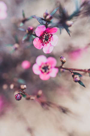 close-up of New Zealand Tea Bush plant with dark leaves and red flowers shot at shallow depth of fieldの写真素材