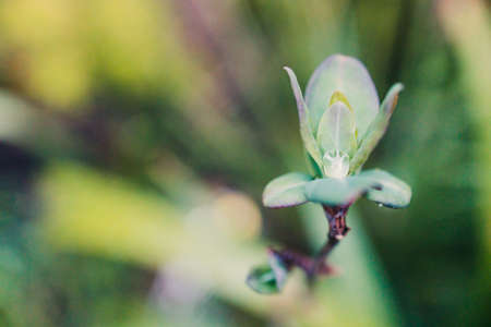 native Australian Lonicera firecracker plant outdoor with rain droplet on its leaves in beautiful tropical backyard shot at shallow depth of fieldの写真素材