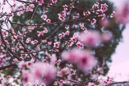 close-up of pink nectarine tree blossoms outdoor in beautiful backyard shot at shallow depth of...
