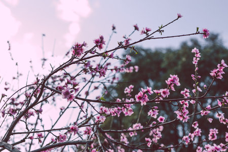 close-up of pink nectarine tree blossoms outdoor in beautiful backyard shot at shallow depth of...