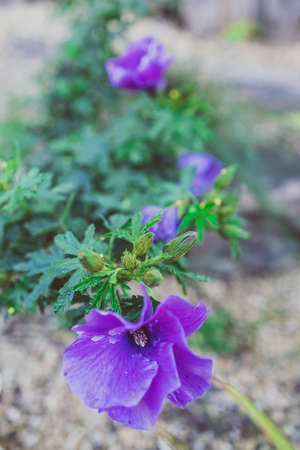 close-up of native Australian purple hibiscus flower outdoor in sunny backyard shot at shallow depth of fieldの写真素材