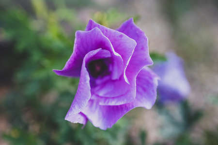 close-up of native Australian purple hibiscus flower outdoor in sunny backyard shot at shallow depth of fieldの写真素材