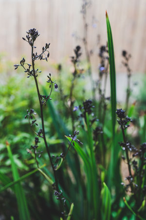 native Australian dianella grass with flowers plant outdoor in a sunny backyard shot at shallow...