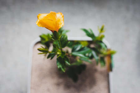 close-up of yellow hibiscus plant with flower in pot indoor by the window shot at shallow depth of fieldの写真素材