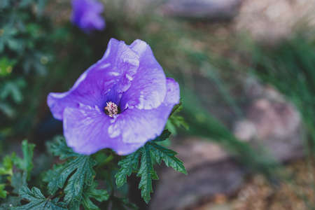 native Australian hibiscus plant with purple flower outdoor in beautiful tropical backyard shot at shallow depth of fieldの写真素材