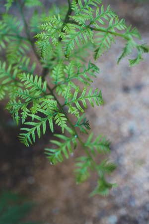 close-up of fern plant outdoor in sunny backyard shot at shallow depth of fieldの写真素材