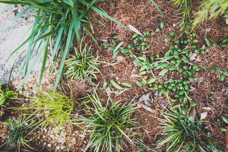 close-up of succulent plants surrounded by mulch outdoor in sunny backyard shot at shallow depth of...