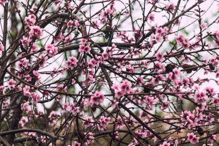 pink nectarine tree blossoms outdoor shot at shallow depth of field
