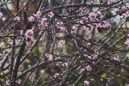pink nectarine tree blossoms outdoor shot at shallow depth of field