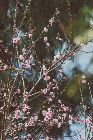 pink nectarine tree blossoms outdoor shot at shallow depth of fieldの写真素材