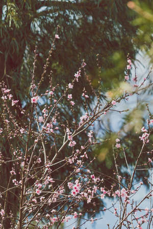 pink nectarine tree blossoms outdoor shot at shallow depth of field