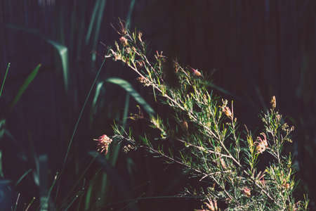 native Australian grevillea semper florens plant outdoor in beautiful tropical backyard shot at...