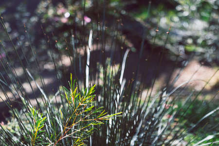 native Australian grevilleas and grasses plants outdoor in beautiful tropical backyard shot at...