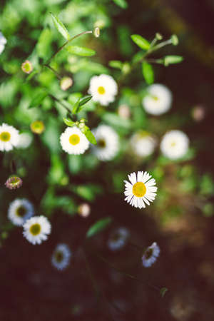 close-up of daisy plant with white and pink flowers outdoor in sunny backyard shot at shallow depth...