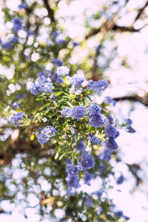 blue pacific Ceanothus tree with flowers in full bloom shot at shallow depth of field