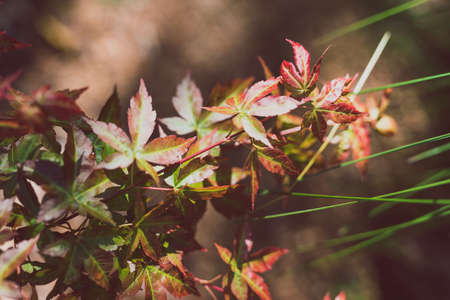 close-up of green and red japanese maple plant outdoor in sunny backyard shot at shallow depth of fieldの写真素材