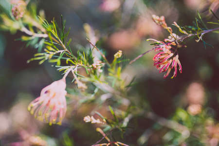native Australian grevillea semperflorens plant outdoor in beautiful tropical backyard shot at shallow depth of fieldの写真素材