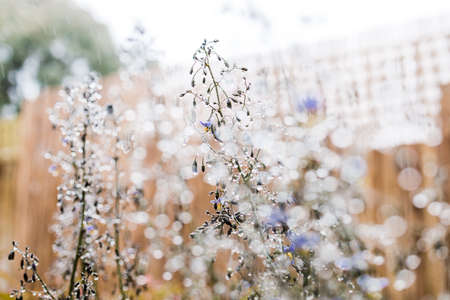 native Australian dianella grass with flowers and droplets of water on it shot outdoor after the rain at shallow depth of fieldの写真素材