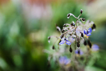native Australian dianella grass with flowers and droplets of water on it shot outdoor after the rain at shallow depth of fieldの写真素材