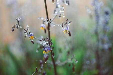 native Australian dianella grass with flowers and droplets of water on it shot outdoor after the rain at shallow depth of fieldの写真素材