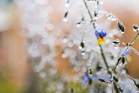 native Australian dianella grass with flowers and droplets of water on it shot outdoor after the rain at shallow depth of fieldの写真素材