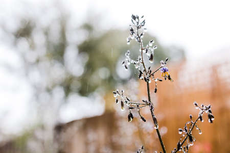 native Australian dianella grass with flowers and droplets of water on it shot outdoor after the rain at shallow depth of fieldの写真素材
