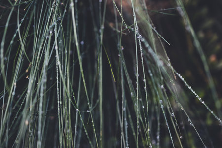 native Australian poa grass with raindrops in beautiful tropical backyard shot at shallow depth of fieldの写真素材