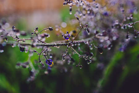 native Australian dianella grass with flowers and droplets of water on it shot outdoor after the rain at shallow depth of fieldの写真素材