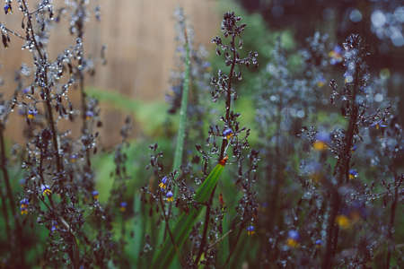native Australian dianella grass with flowers and droplets of water on it shot outdoor after the rain at shallow depth of fieldの写真素材