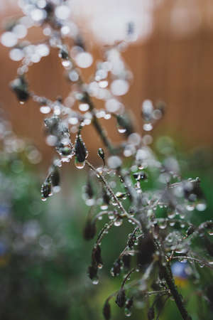 native Australian dianella grass with flowers and droplets of water on it shot outdoor after the...